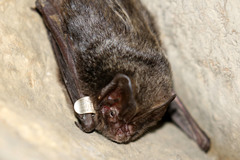 Barbastella barbastellus