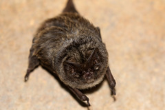 Barbastella barbastellus