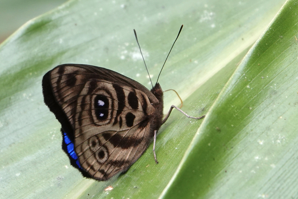Midnight Purplewing
