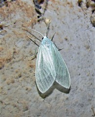 Eucereon vestalis