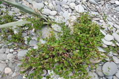 Muehlenbeckia australis