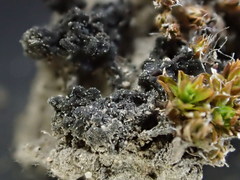 Enchylium polycarpon