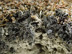 Enchylium polycarpon