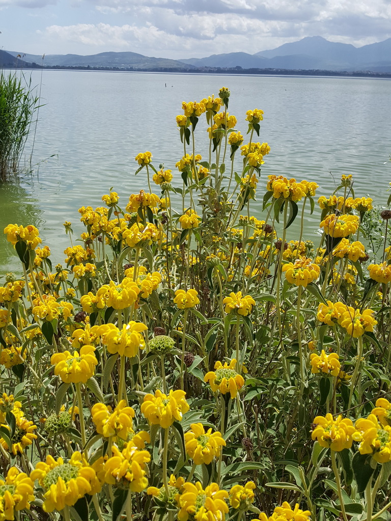 Phlomis fruticosa, Perama 454 45, Greece