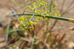 Monomorium salomonis