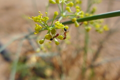Monomorium salomonis