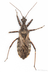 Coranus tuberculifer