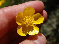 Ranunculus nigrescens