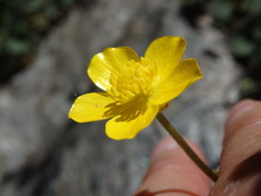 Ranunculus nigrescens