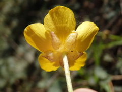Ranunculus nigrescens