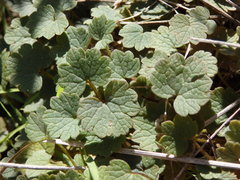 Ranunculus nigrescens