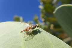Dacus persicus