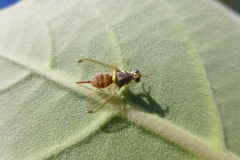 Dacus persicus