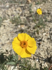 Leptosyne calliopsidea