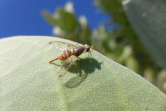 Dacus persicus