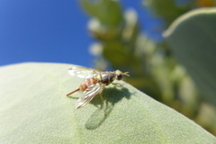 Dacus persicus