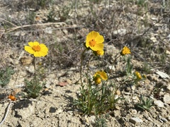 Leptosyne calliopsidea