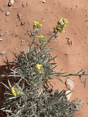 Oreocarya confertiflora