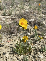 Leptosyne calliopsidea