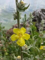 Verbascum undulatum
