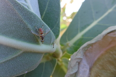 Dacus persicus
