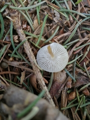 Strobilurus albipilatus