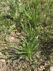 Plantago wrightiana