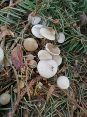 Strobilurus albipilatus