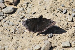 Erynnis brizo