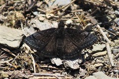 Erynnis brizo