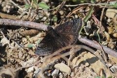 Erynnis brizo