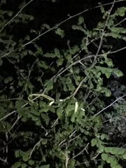 Philothamnus punctatus