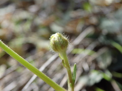 Ranunculus nigrescens