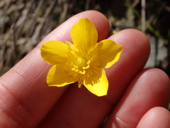 Ranunculus nigrescens
