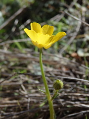Ranunculus nigrescens
