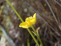 Ranunculus nigrescens
