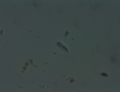 Enchylium polycarpon