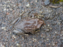 Pristimantis curtipes