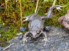 Pristimantis curtipes