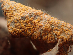 Melampsoridium betulinum