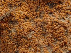Melampsoridium betulinum