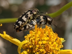 Acmaeodera tuta