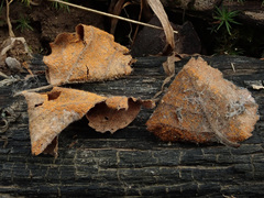 Melampsoridium betulinum