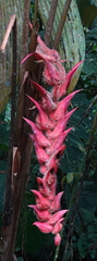 Heliconia vellerigera