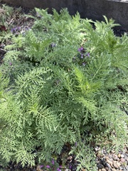 Lamium amplexicaule