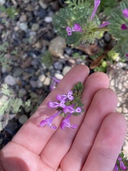 Lamium amplexicaule