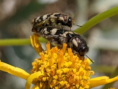 Acmaeodera tuta