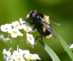 Volucella bombylans
