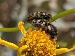 Acmaeodera tuta