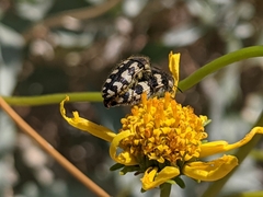 Acmaeodera tuta